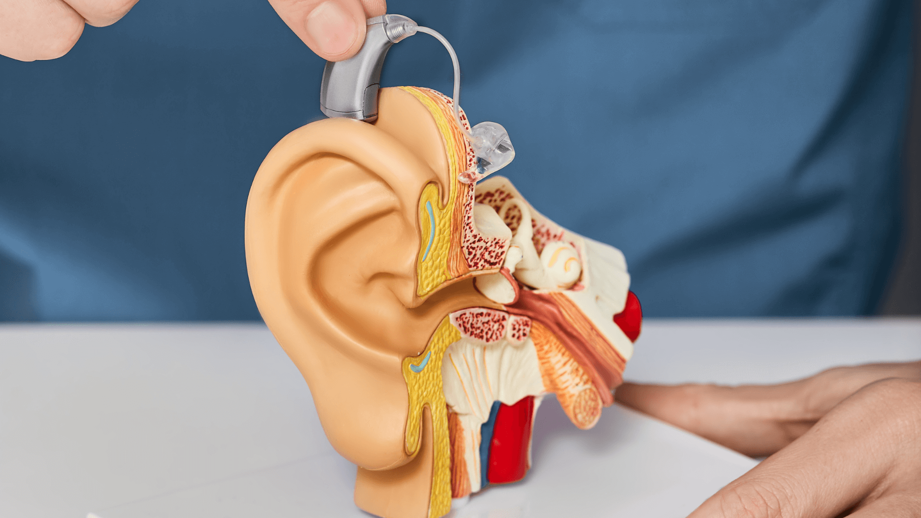 Featured image for “How Does Otoacoustic Emissions (OAE) Testing Work?”